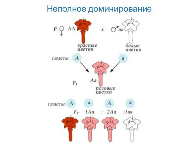 Неполное доминирование