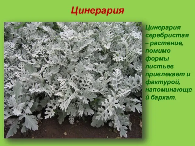 Цинерария Цинерария серебристая – растение, помимо формы листьев привлекает и фактурой, напоминающей бархат.