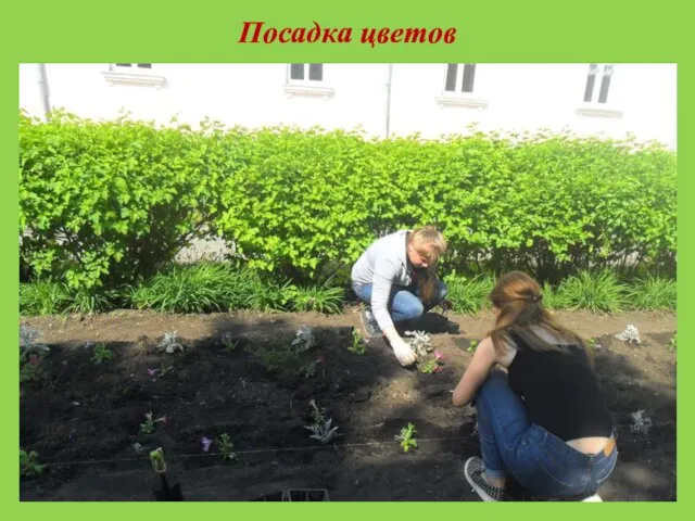 Посадка цветов