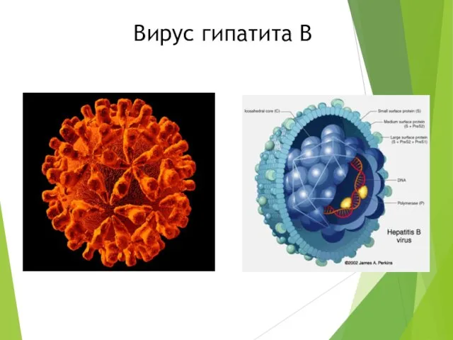 Вирус гипатита В