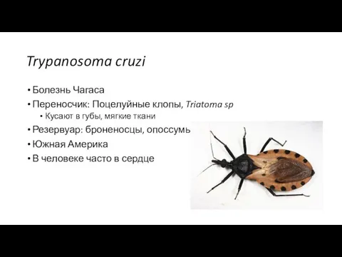 Trypanosoma cruzi Болезнь Чагаса Переносчик: Поцелуйные клопы, Triatoma sp Кусают в