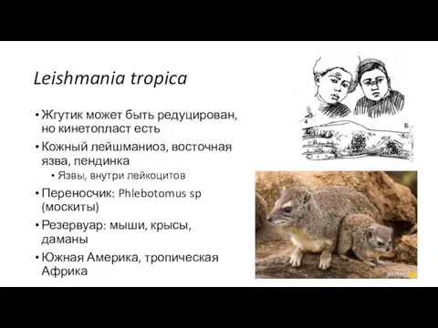 Leishmania tropica Жгутик может быть редуцирован, но кинетопласт есть Кожный лейшманиоз,