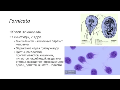 Fornicata Класс Diplomonada 2 кинетиды, 2 ядра Giardia lamblia – кишечный