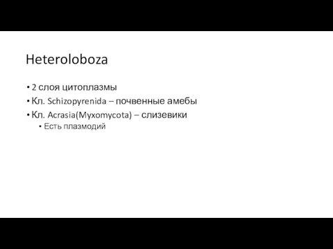 Heteroloboza 2 слоя цитоплазмы Кл. Schizopyrenida – почвенные амебы Кл. Acrasia(Myxomycota) – слизевики Есть плазмодий