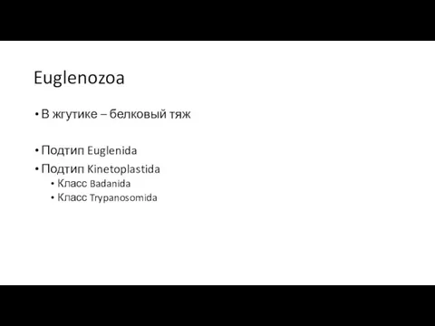 Euglenozoa В жгутике – белковый тяж Подтип Euglenida Подтип Kinetoplastida Класс Badanida Класс Trypanosomida