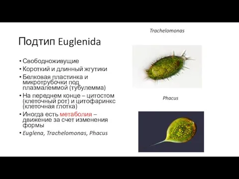 Подтип Euglenida Свободноживущие Короткий и длинный жгутики Белковая пластинка и микротрубочки