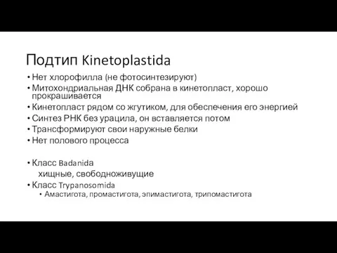 Подтип Kinetoplastida Нет хлорофилла (не фотосинтезируют) Митохондриальная ДНК собрана в кинетопласт,