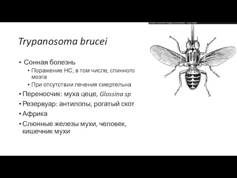 Trypanosoma brucei Сонная болезнь Поражение НС, в том числе, спинного мозга