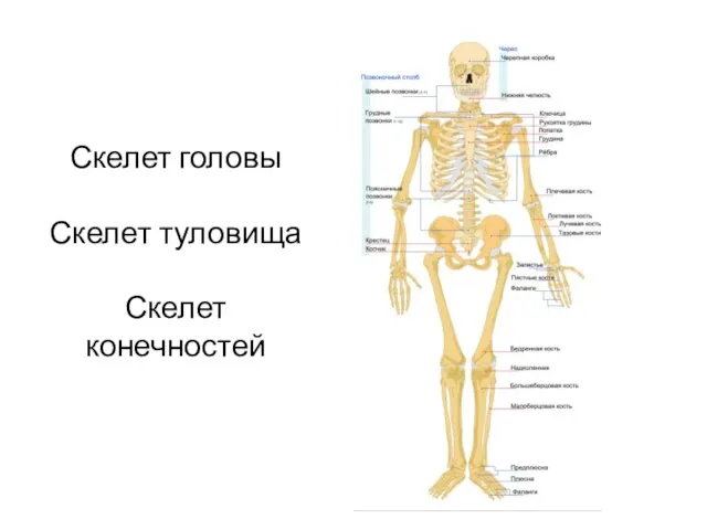 Скелет головы Скелет туловища Скелет конечностей