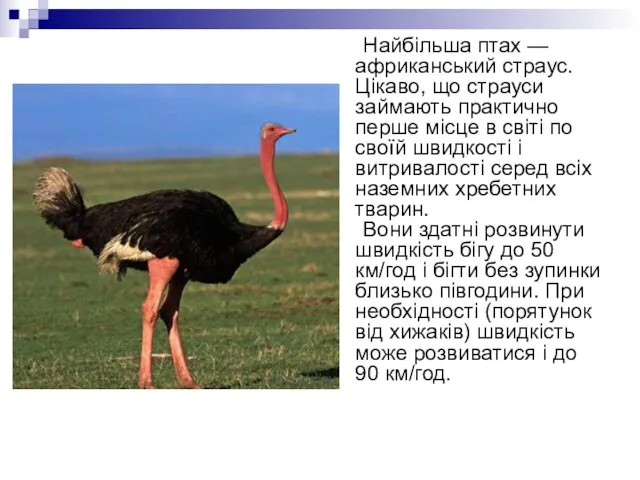 Найбільша птах — африканський страус. Цікаво, що страуси займають практично перше