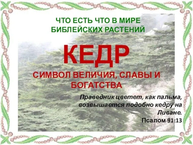 КЕДР СИМВОЛ ВЕЛИЧИЯ, СЛАВЫ И БОГАТСТВА Праведник цветет, как пальма, возвышается