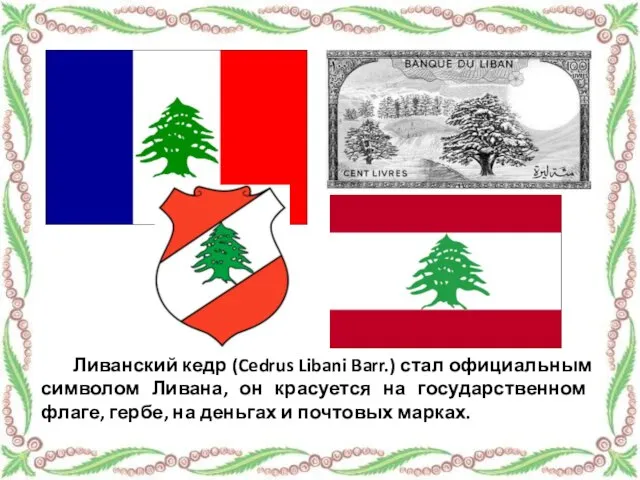 Ливанский кедр (Cedrus Libani Barr.) стал официальным символом Ливана, он красуется