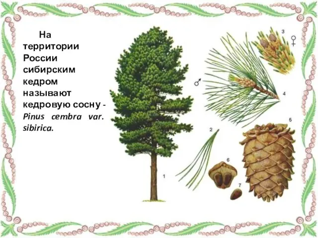 На территории России сибирским кедром называют кедровую сосну - Pinus cembra var. sibirica.