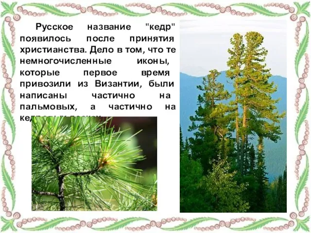 Русское название "кедр" появилось после принятия христианства. Дело в том, что