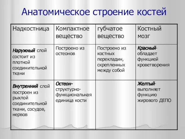 Анатомическое строение костей