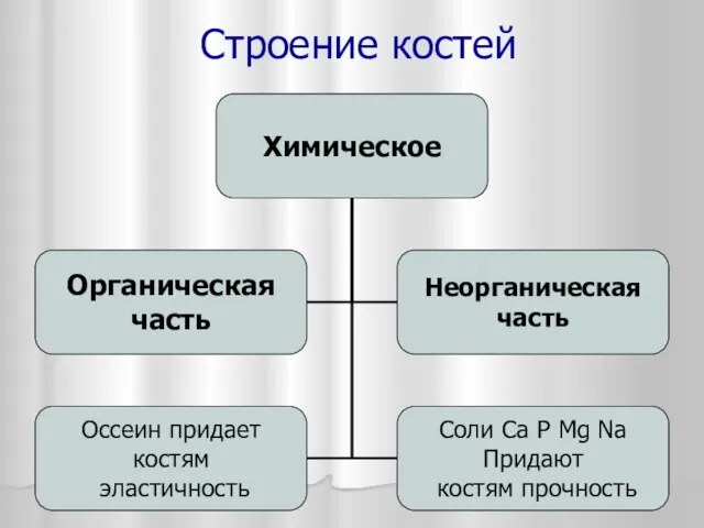 Строение костей