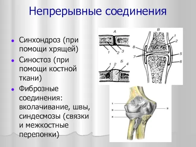 Непрерывные соединения Синхондроз (при помощи хрящей) Синостоз (при помощи костной ткани)