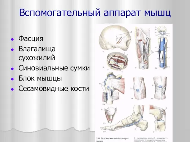 Вспомогательный аппарат мышц Фасция Влагалища сухожилий Синовиальные сумки Блок мышцы Сесамовидные кости