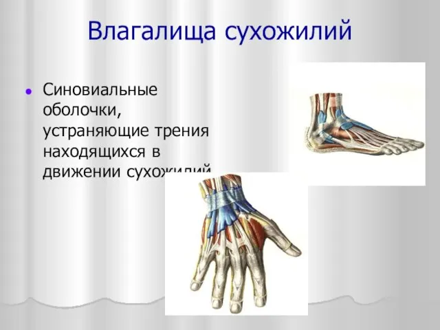 Влагалища сухожилий Синовиальные оболочки, устраняющие трения находящихся в движении сухожилий