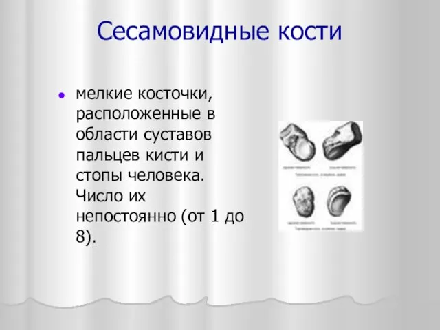 Сесамовидные кости мелкие косточки, расположенные в области суставов пальцев кисти и