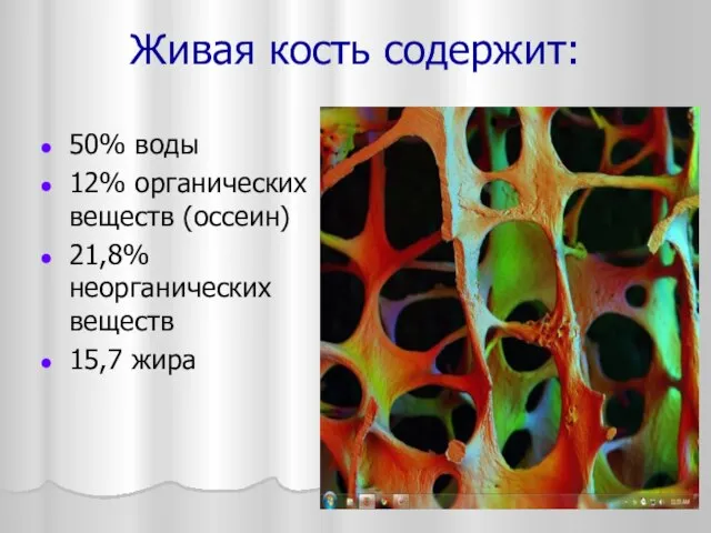 Живая кость содержит: 50% воды 12% органических веществ (оссеин) 21,8% неорганических веществ 15,7 жира