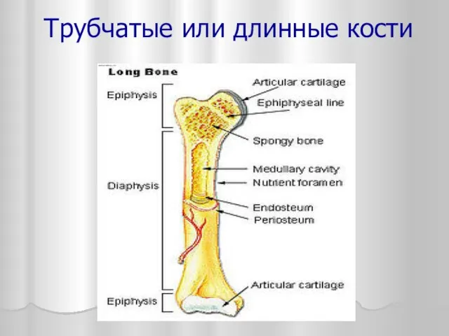 Трубчатые или длинные кости