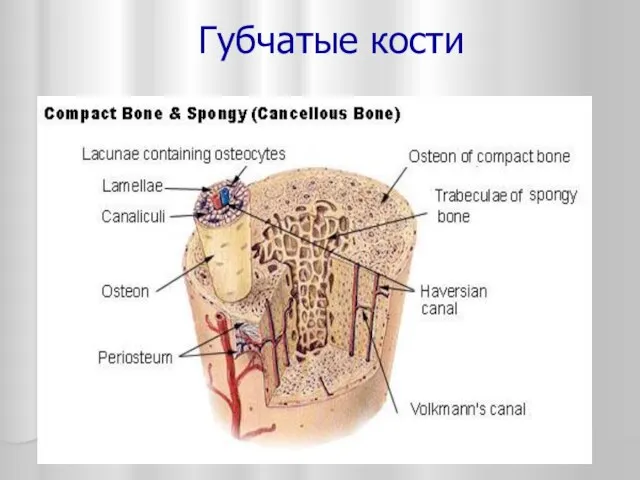 Губчатые кости