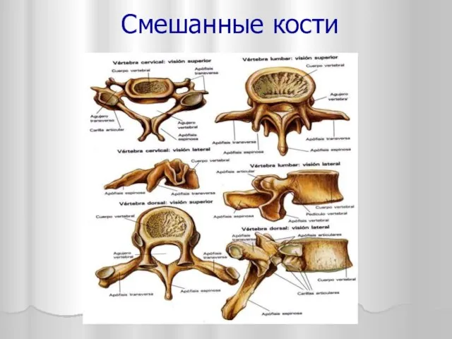 Смешанные кости