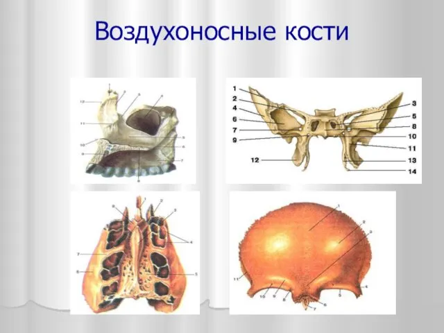 Воздухоносные кости