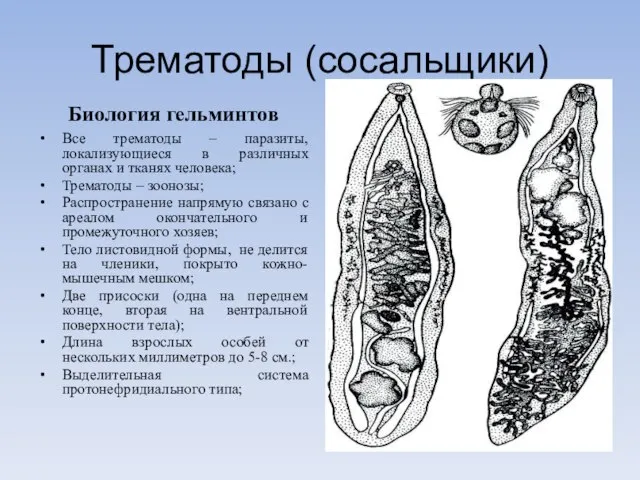 Трематоды (сосальщики) Биология гельминтов Все трематоды – паразиты, локализующиеся в различных