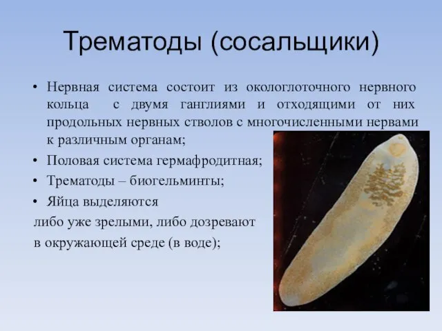 Трематоды (сосальщики) Нервная система состоит из окологлоточного нервного кольца с двумя