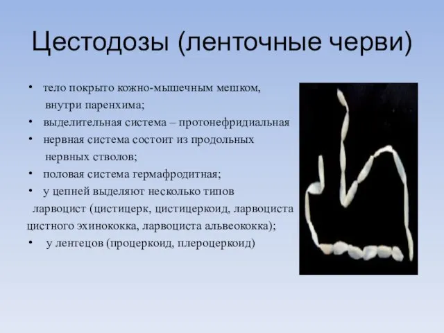 Цестодозы (ленточные черви) тело покрыто кожно-мышечным мешком, внутри паренхима; выделительная система