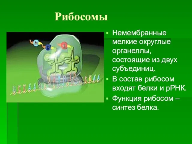 Рибосомы Немембранные мелкие округлые органеллы, состоящие из двух субъединиц. В состав