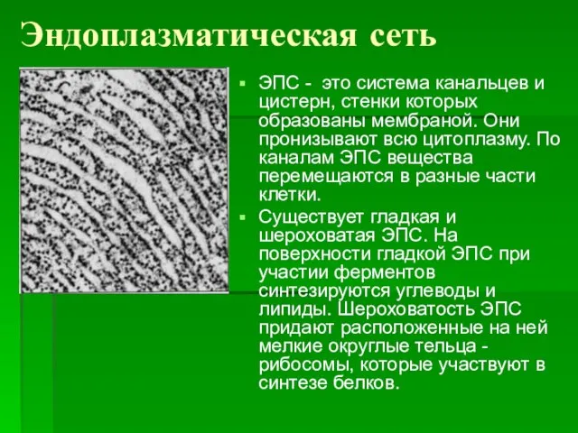 Эндоплазматическая сеть ЭПС - это система канальцев и цистерн, стенки которых