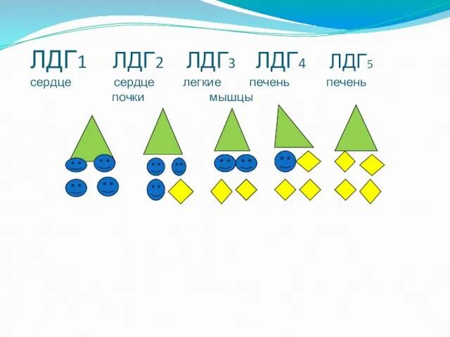 ЛДГ1 ЛДГ2 ЛДГ3 ЛДГ4 ЛДГ5 сердце сердце легкие печень печень почки мышцы