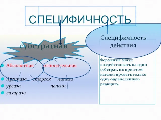 СПЕЦИФИЧНОСТЬ субстратная Ферменты могут воздействовать на один субстрат, но при этом