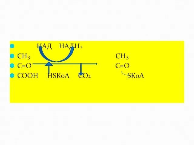 НАД НАДН2 СН3 СН3 С=О С=О СООН НSКоА СО2 SКоА