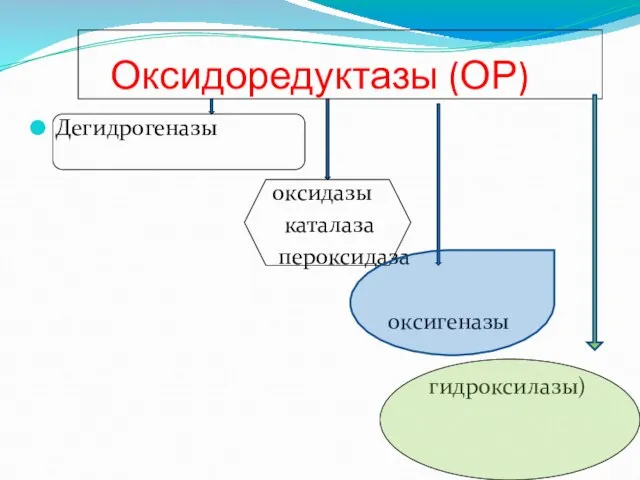 Оксидоредуктазы (ОР) Дегидрогеназы оксидазы каталаза пероксидаза оксигеназы гидроксилазы)