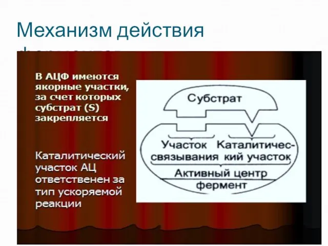 Механизм действия ферментов