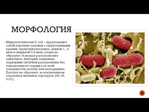 МОРФОЛОГИЯ Микроскопически Е. coli - представляют собой короткие палочки с закругленными