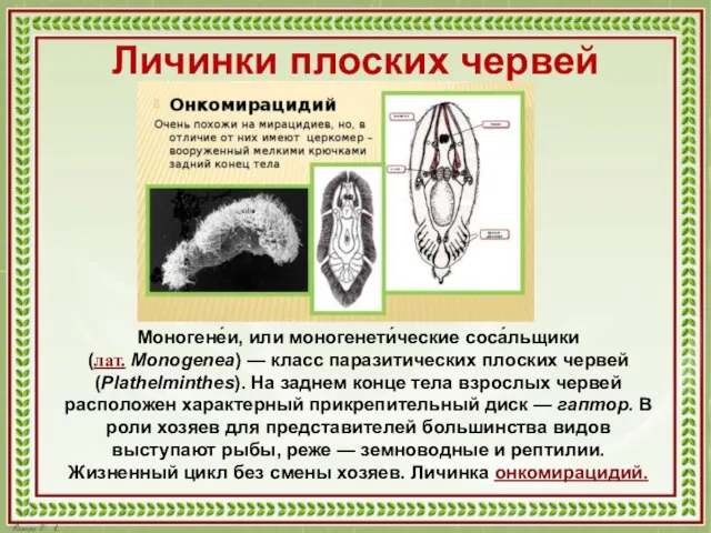 Личинки плоских червей Моногене́и, или моногенети́ческие соса́льщики (лат. Monogenea) — класс