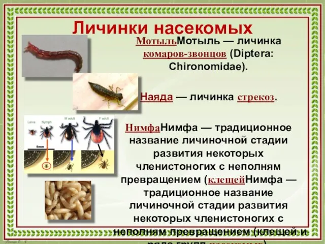 Личинки насекомых МотыльМотыль — личинка комаров-звонцов (Diptera: Chironomidae). Наяда — личинка