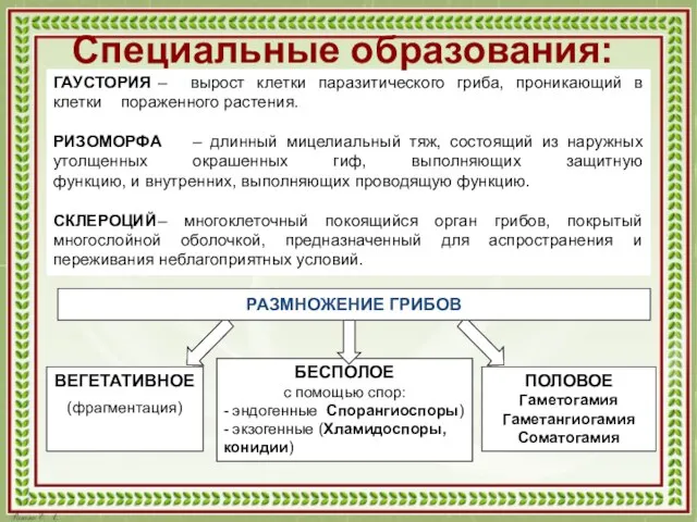 ГАУСТОРИЯ – вырост клетки паразитического гриба, проникающий в клетки пораженного растения.