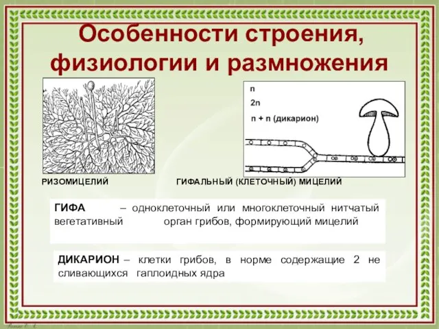 Особенности строения, физиологии и размножения ГИФА – одноклеточный или многоклеточный нитчатый