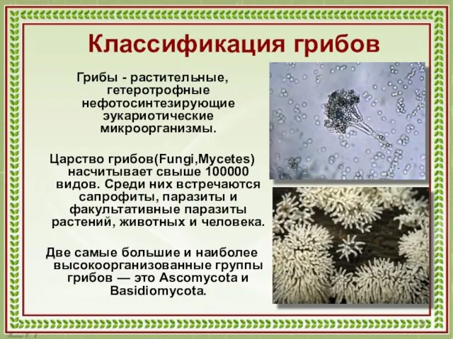 Классификация грибов Грибы - растительные, гетеротрофные нефотосинтезирующие эукариотические микроорганизмы. Царство грибов(Fungi,Mycetes)