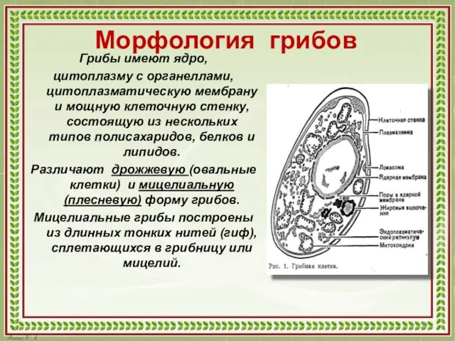 Морфология грибов Грибы имеют ядро, цитоплазму с органеллами, цитоплазматическую мембрану и