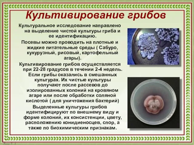 Культивирование грибов Культуральное исследование направлено на выделение чистой культуры гриба и