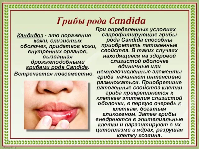 Грибы рода Candida Кандидоз - это поражение кожи, слизистых оболочек, придатков