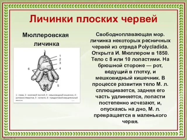 Личинки плоских червей Мюллеровская личинка Свободноплавающая мор. личинка некоторых ресничных червей