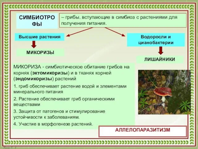 СИМБИОТРОФЫ – грибы. вступающие в симбиоз с растениями для получения питания.
